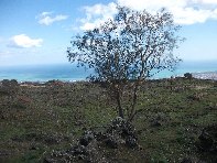 iara Scorciavacca-20110306 122